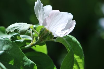 Cydonia oblonga - kdouloň obecná - květ a listy